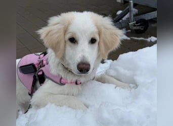 Kiki- Herzenshund sucht Herzensmenschen