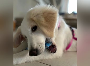 Kiki- Herzenshund sucht Herzensmenschen