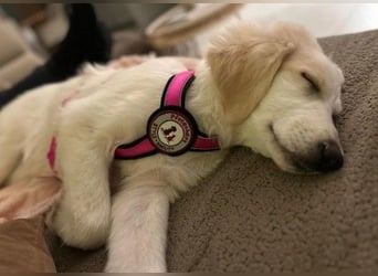 Kiki- Herzenshund sucht Herzensmenschen