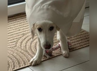 Kiki- Herzenshund sucht Herzensmenschen