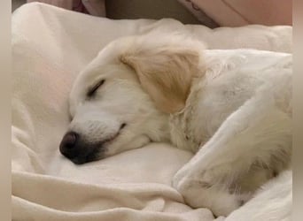 Kiki- Herzenshund sucht Herzensmenschen