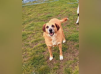 Panouli - liebenswerter Grieche