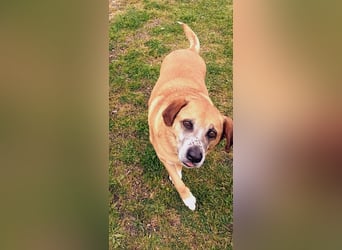 Panouli - liebenswerter Grieche