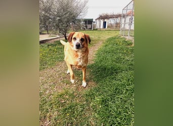 Panouli - liebenswerter Grieche