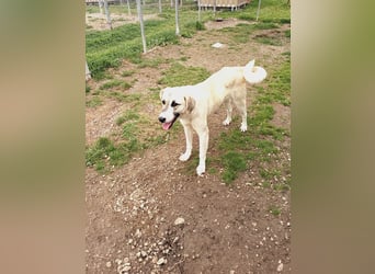Süßer Fratz sucht Kuschelplatz