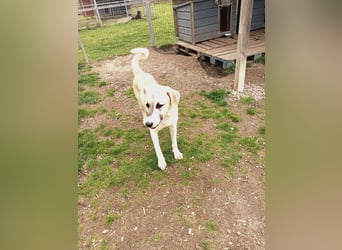 Süßer Fratz sucht Kuschelplatz