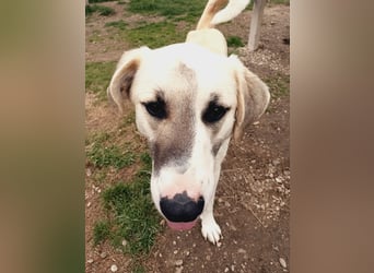 Süßer Fratz sucht Kuschelplatz