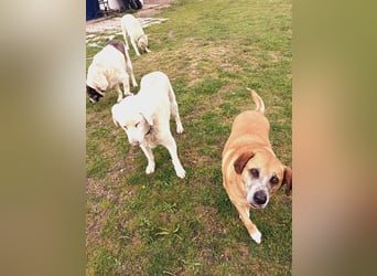 Panouli - liebenswerter Grieche