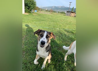 Thor - Traumhund sucht Familie