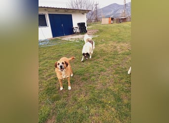 Panouli - liebenswerter Grieche