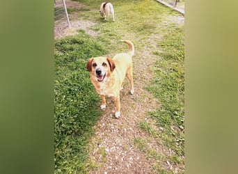 Panouli - liebenswerter Grieche