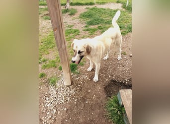 Süßer Fratz sucht Kuschelplatz