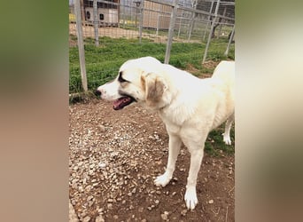 Süßer Fratz sucht Kuschelplatz