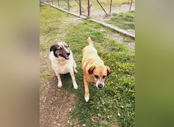 Panouli - liebenswerter Grieche