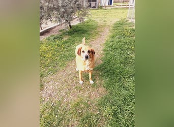 Panouli - liebenswerter Grieche