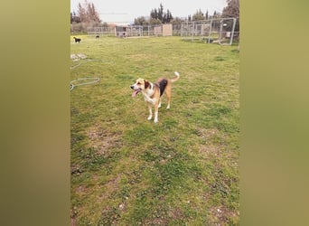 Thor - Traumhund sucht Familie