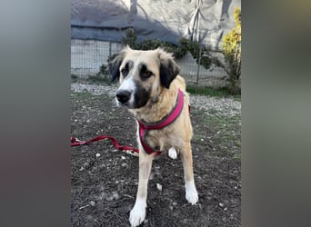 Große Odette sucht ihr eigenes Zuhause