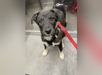 Sio, Bruder von Sally und Sully sucht auch seine Familie