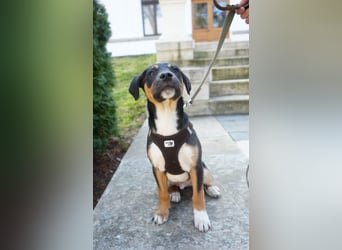 Knuffiger Boston sucht seine Familie