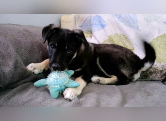 Sio, Bruder von Sally und Sully sucht auch seine Familie