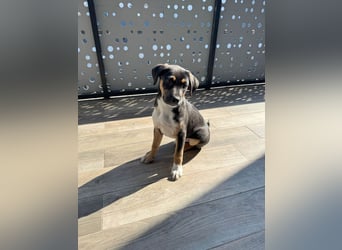 Knuffiger Boston sucht seine Familie