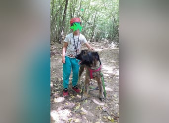 Wuscheliger Grey sucht seine Familie