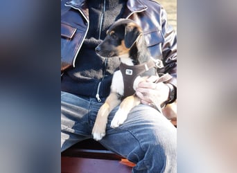 Knuffiger Boston sucht seine Familie