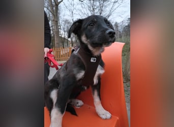 Sio, Bruder von Sally und Sully sucht auch seine Familie