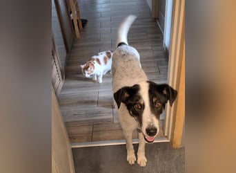 Toto sucht ein liebevolles Zuhause