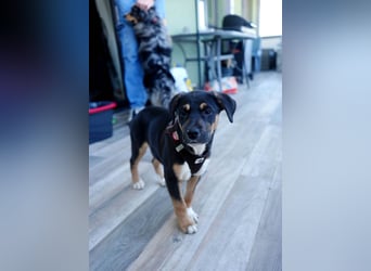 Knuffiger Boston sucht seine Familie