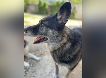 Wer gibt dem älteren Boris eine Chance auf ein Zuhause?