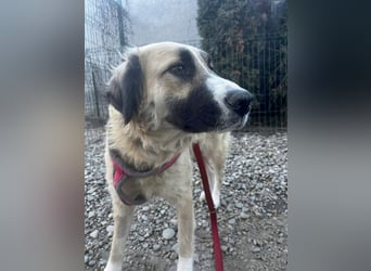 Große Odette sucht ihr eigenes Zuhause