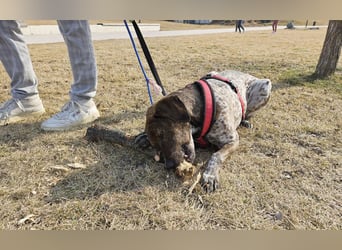 Stella hat schon viel dazu gelernt, wer gibt ihr ein Zuhause?