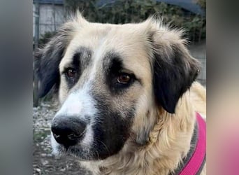 Große Odette sucht ihr eigenes Zuhause