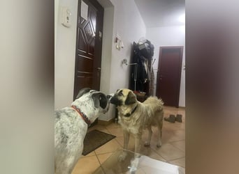 Große Odette sucht ihr eigenes Zuhause