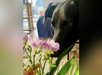 Wunderschöne Mai sucht ihre Familie