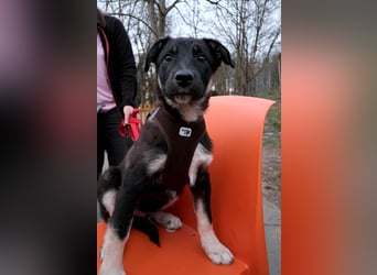 Sio, Bruder von Sally und Sully sucht auch seine Familie