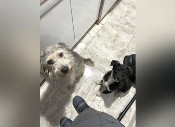 Sio, Bruder von Sally und Sully sucht auch seine Familie