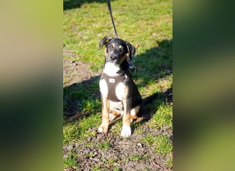 Knuffiger Boston sucht seine Familie