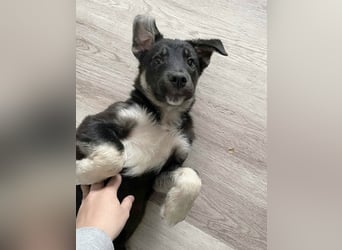 Sio, Bruder von Sally und Sully sucht auch seine Familie