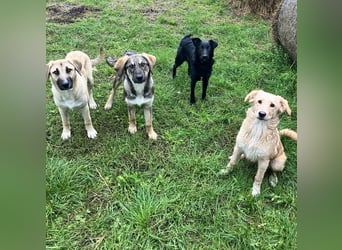 Hübsche Margo sucht ihr Körbchen