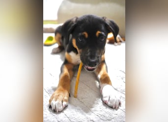 Knuffiger Boston sucht seine Familie