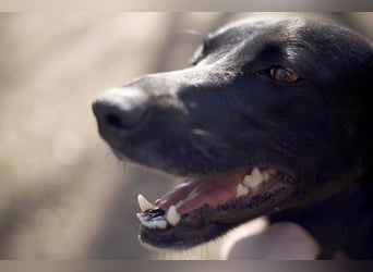 Wunderschöne Mai sucht ihre Familie