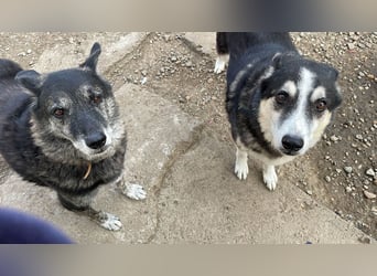 Wer gibt dem älteren Boris eine Chance auf ein Zuhause?