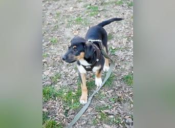 Knuffiger Boston sucht seine Familie