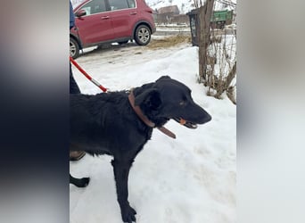 Hübsche Margo sucht ihr Körbchen