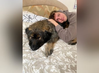 Wuscheliger Grey sucht seine Familie