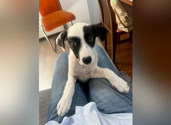 Goldige Melba sucht ihr eigenes Körbchen