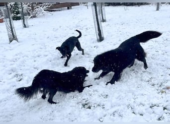 Wunderschöne Mai sucht ihre Familie