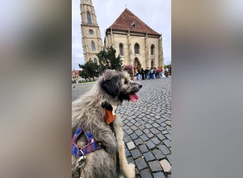 Süßer Smoky sucht liebe Familie